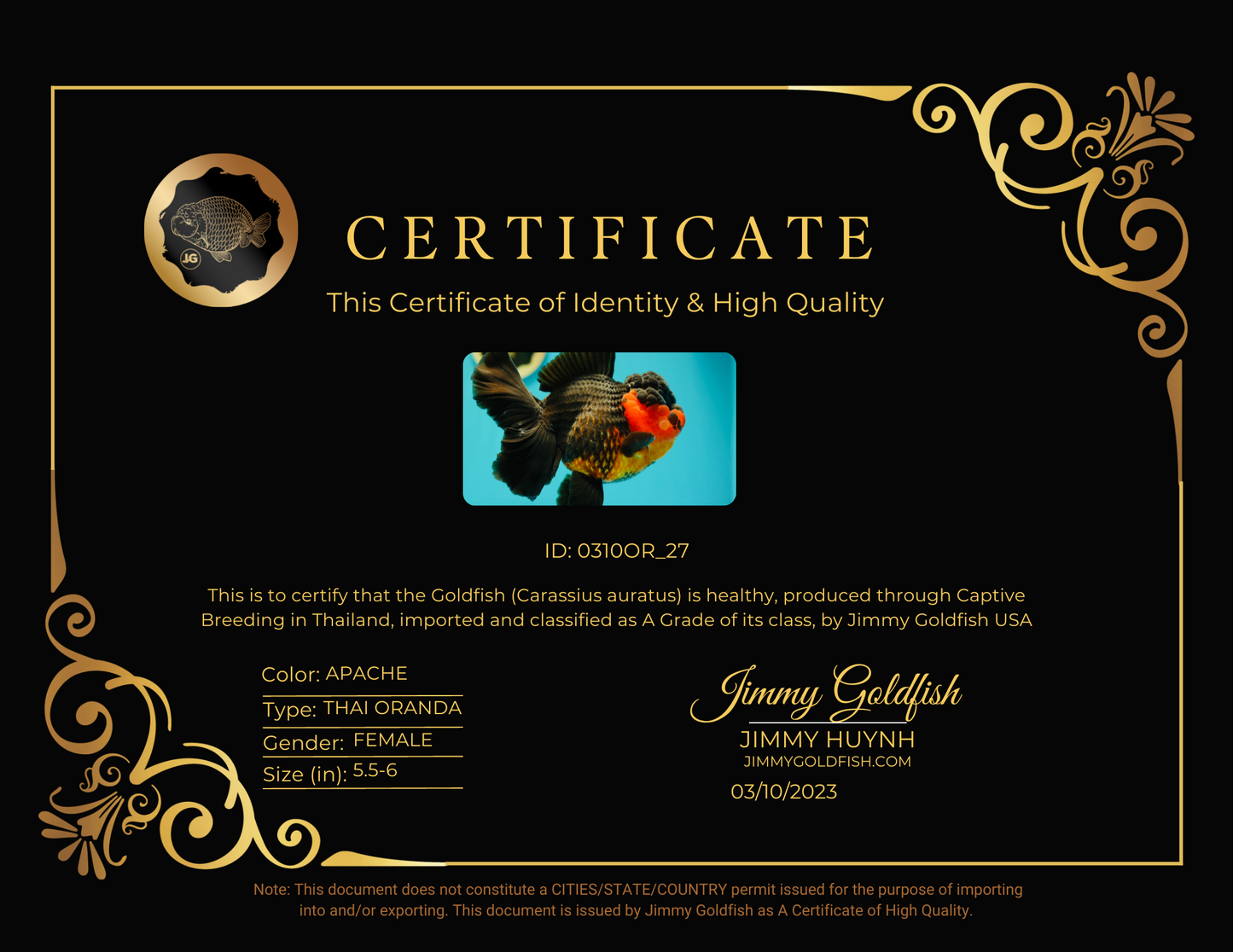 Apache Oranda de catégorie A, femelle de 5,5 à 6 pouces #0310OR_27