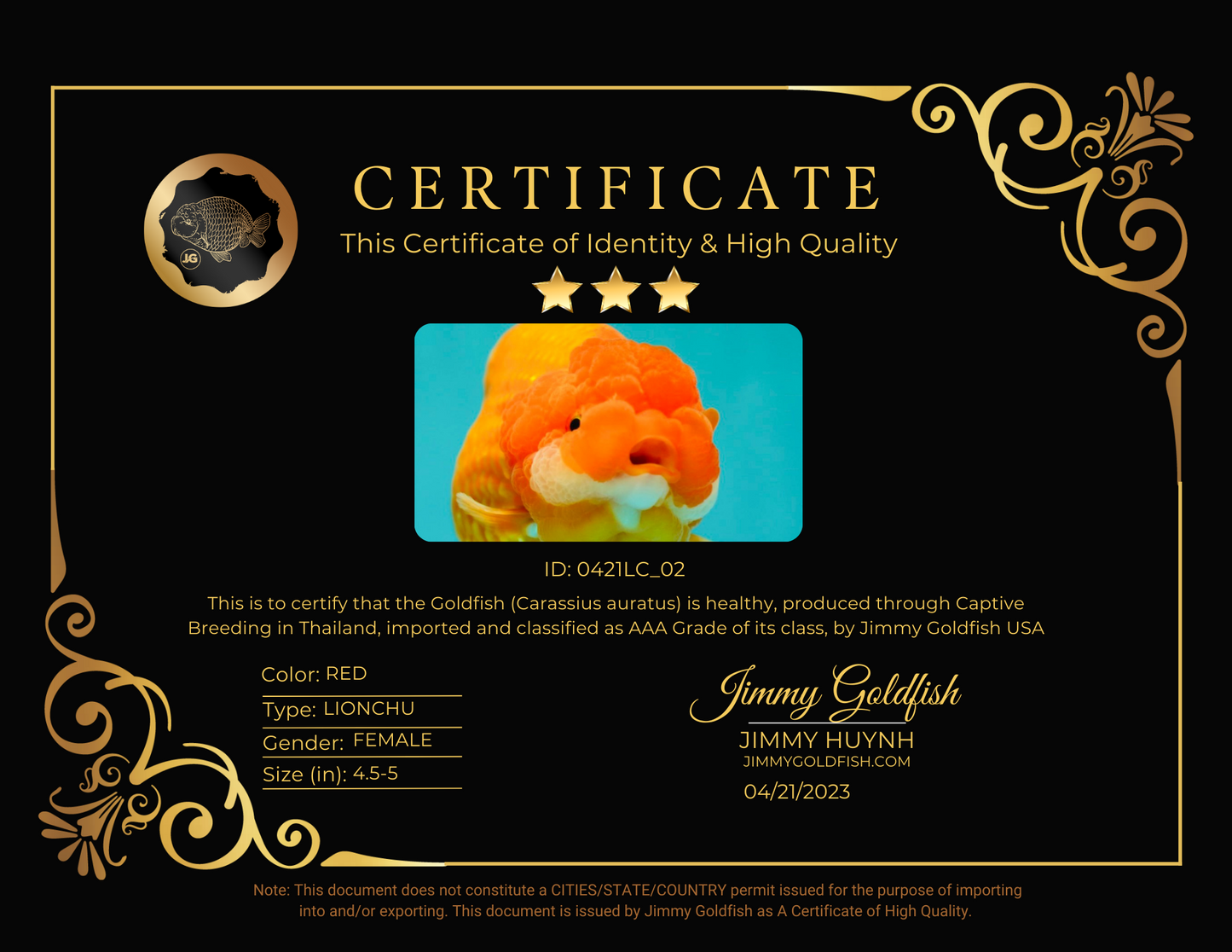 AAA SUPER LionQueen 4.5-5 inches #0421LC_02