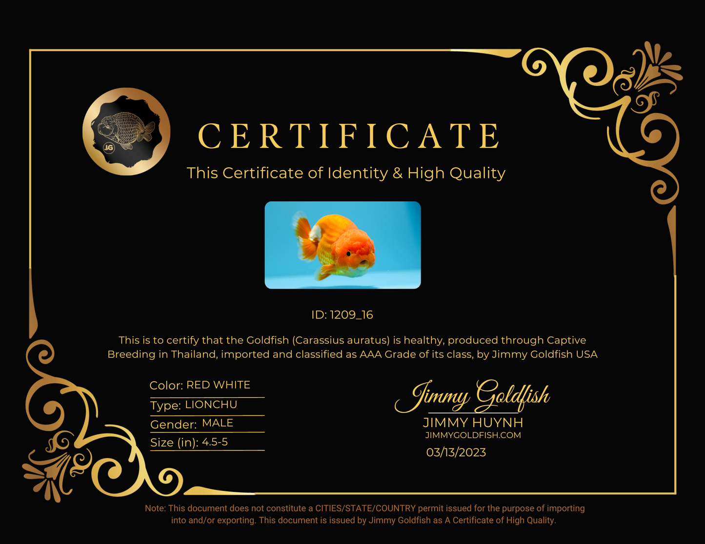 AAA Lionchu Red White Male 4.5-5 inches #1209_16