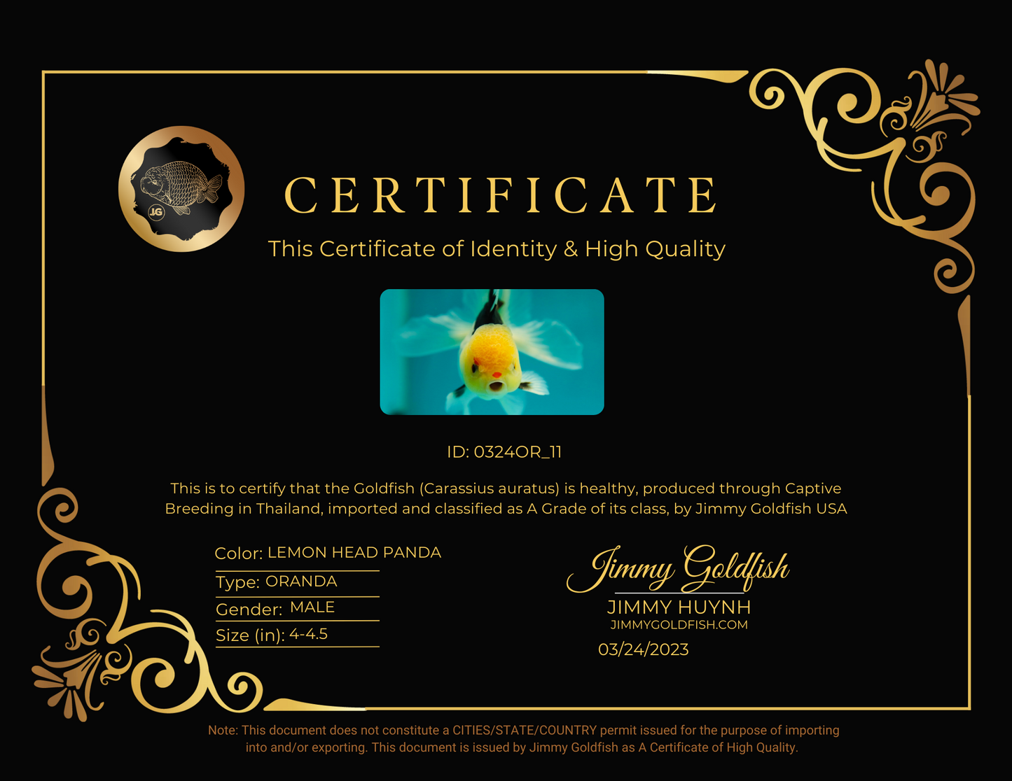 Panda oranda macho de cabeza de limón de grado A de 4 a 4,5 pulgadas n.° 0324OR_11