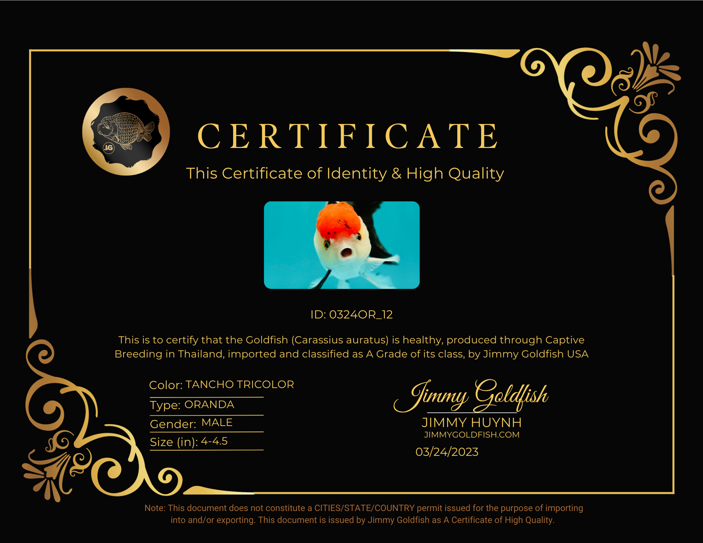 Special A Grade Tancho Tricolor Oranda Male 4-4.5 inches #0324OR_12