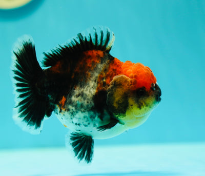 Calico Kirin Yuanbao Femelle 4,5 pouces #0407YB_05