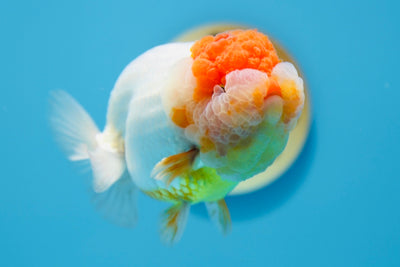 León macho de grado AAA de 4,5 a 5 pulgadas n.° 0112RC_01