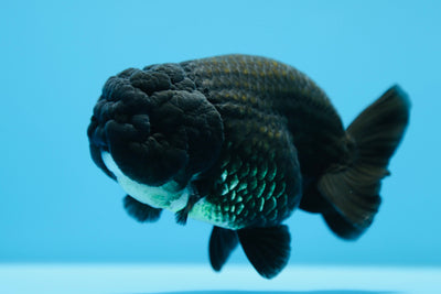 Lionchu Super Black Macho 4-4,5 pulgadas #0112RC_07