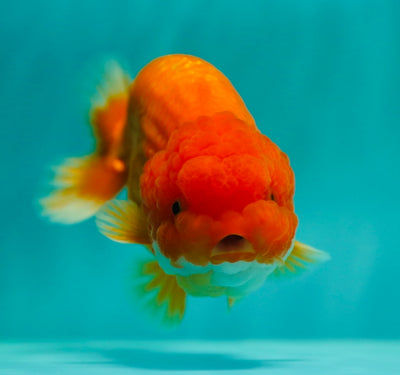 Roi Lion de catégorie A 4,5 pouces #0407LO_04