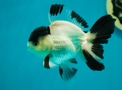 Panda macho oranda de tapa negra de grado AAA de 4,5 pulgadas n.º 0331OR_13