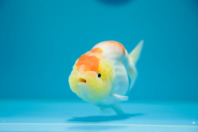 Super Sakura Lionchu 4,5-5 pulgadas Macho #8