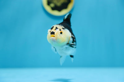 Panda hembra AAA Yuanbao de 4,5 a 5 pulgadas n.° 1201_14