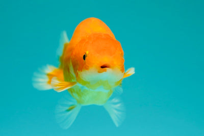 Buffalo Ranchu Femelle 4,5 pouces #0317RC_19