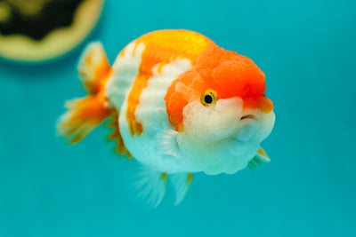 Roi Lion de catégorie A 4,5 à 5 pouces #0414LC_04