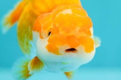 Roi Lion 4,5 pouces #0331LK_04