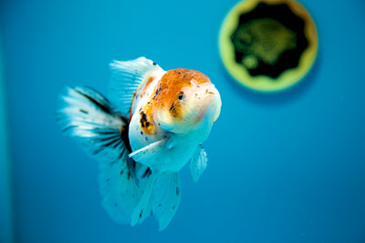 Calico Oranda #16 4.5 inches Male