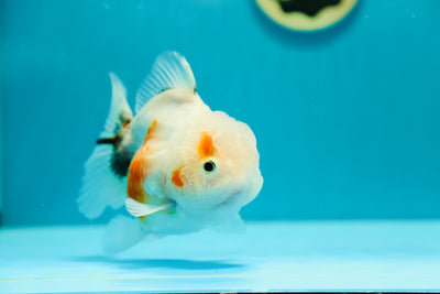 Yuanbao Couleur Spéciale Femelle 5 pouces #0303YB_012