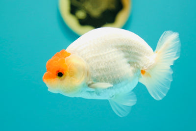 Tancho Buffalo Ranchu Femelle 4,5 pouces #0317RC_24