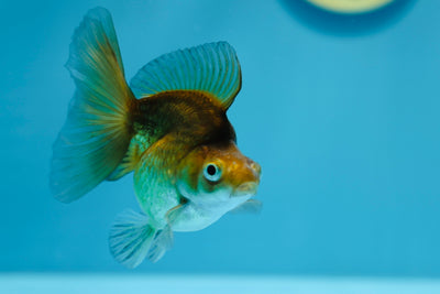 Ruykin Broadtail Femelle 3,5-4 pouces #1223RK_19