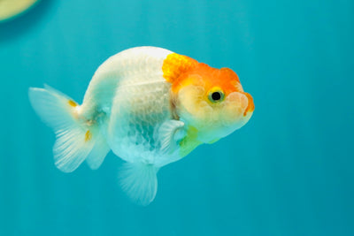 Buffle thaï Ranchu mâle 3,5 pouces #0310RC_11