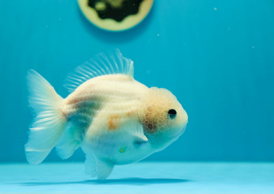 Sakura blanc de Yuanbao mâle 4-4,5 pouces #0303YB_07