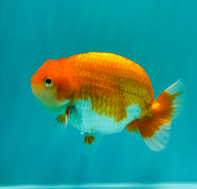 Buffle thaï Ranchu mâle 4 pouces #0310RC_15