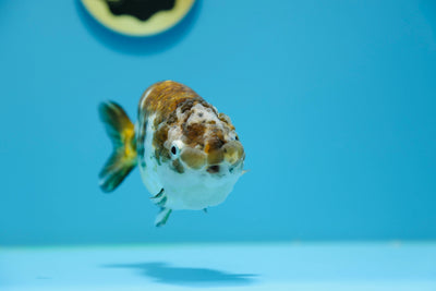 Hembra de Calico Ranchu de 5 a 5,5 pulgadas n.° 1118RC_05