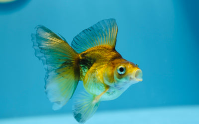 Ruykin Broadtail Femelle 3,5-4 pouces #1223RK_18