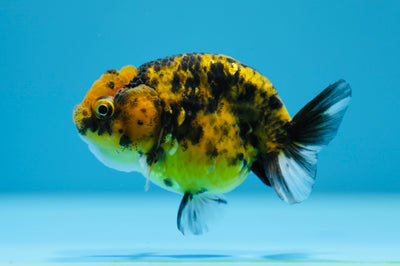 Tigre Lionchu de 3 pulgadas #0112RC_19