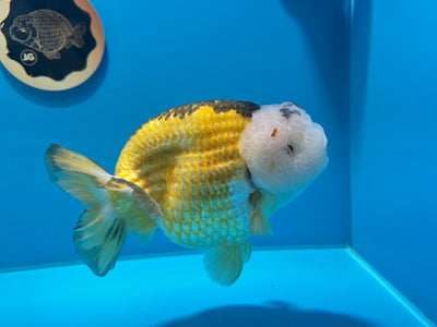 #11 Super LionKing Tricolore Marbré Perle Wen