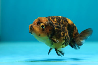 Tigre femelle Lionchu 3,2-3,5 pouces #0224_07