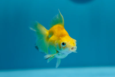 Ruykin Broadtail Femelle 3,5-4 pouces #1223RK_16