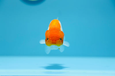 Lionchu 3,5-4 pouces Mâle #1209_14