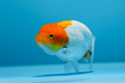 Lionchu 3,5-4 pulgadas #0106RC_02