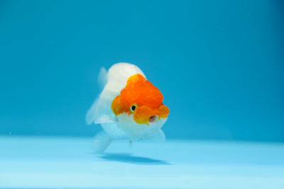 Macho ranchu rojo y blanco de 3,5 a 4 pulgadas n.° 1201_03