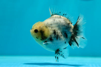 Yuanbao Lemon Head 4 inches #0210YB_06