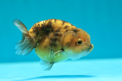 Tigre femelle Lionchu 3,5 pouces #0224_08