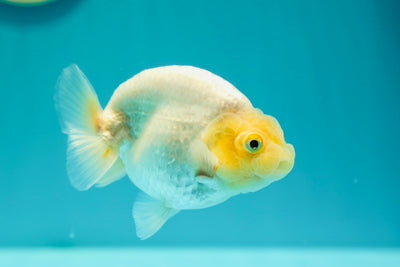 Buffle thaï Ranchu Lemonhead femelle 4 pouces #0310RC_07