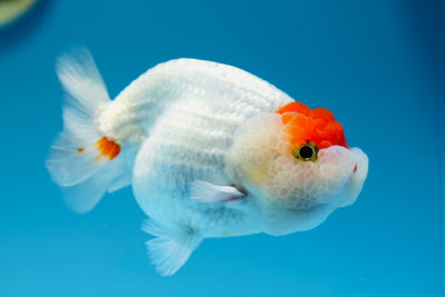 Lionchu Super Cheeks Macho 4,5-5 pulgadas #0112RC_03