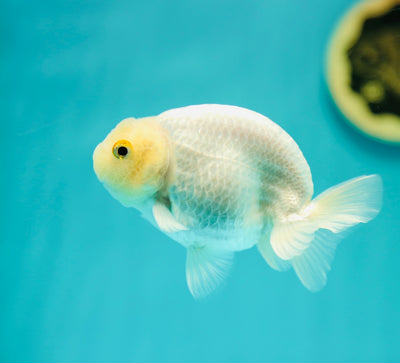 Buffle des neiges Ranchu mâle 4 pouces #0317RC_08