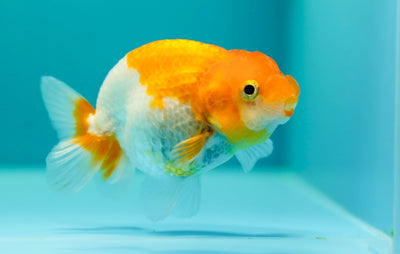 Buffalo Ranchu Femelle 3,5 pouces #0317RC_26