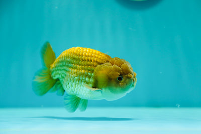 Buffle thaï Ranchu mâle 4-4,5 pouces #0310RC_21