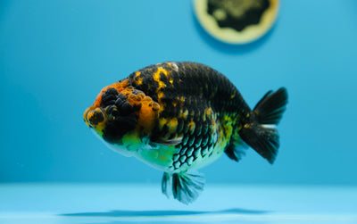 Femelle Tigre Ranchu Jumbo AAA 5-5,5 pouces #1216RC_02