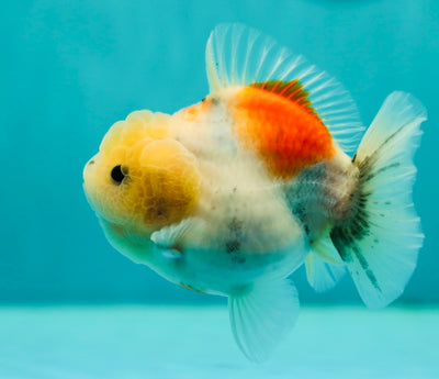 Granit Yuanbao Femelle 4-4,5 pouces #0407YB_03