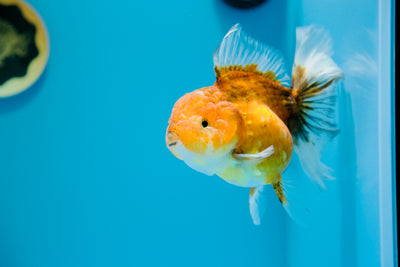 Sakura #11 Oranda de cuerpo súper redondo de 5,5 pulgadas hembra