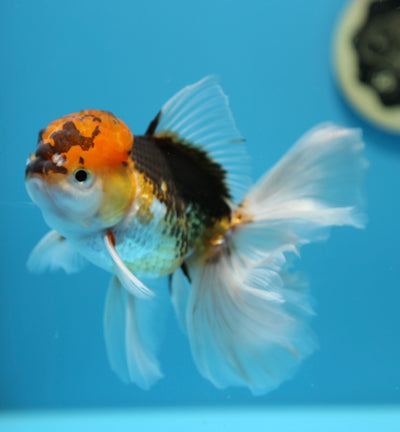 Oranda Tricolor Male 5-5.5 inches #1230OR_04