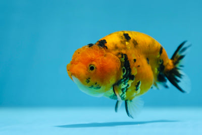 Super Tiger Lionchu 3-3,5 pouces #1223RC_13