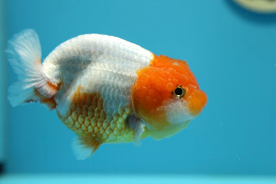 LionQueen 4-4.5 inches #0127RC_07