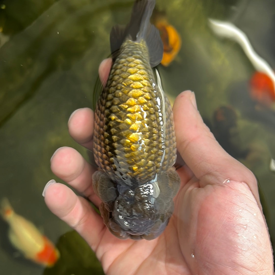 RARE Couleur Thai Buffalo Ranchu Mâle 4,5 pouces #0310RC_22
