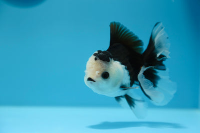 Super Panda Oranda Macho 4.5-5 pulgadas #1109TO_06