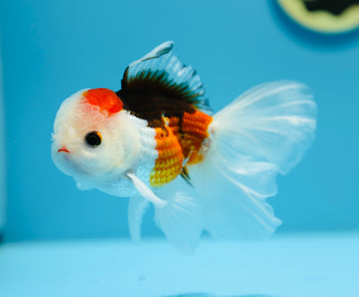 Oranda tricolore spécial 4,5-5 pouces Mâle #1211_01