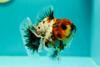 A Grade Godzilla Yuanbao Female 4.5-5 inches #0414YB_19