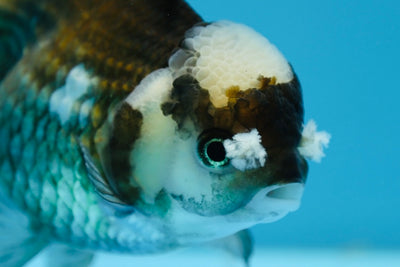 Panda Oranda Hembra 5.5-6 pulgadas #0119OR_05