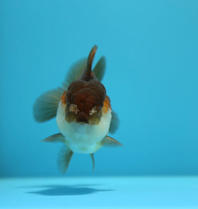 AAA Yuanbao Macho 3.5-4 pulgadas #1216YB_05